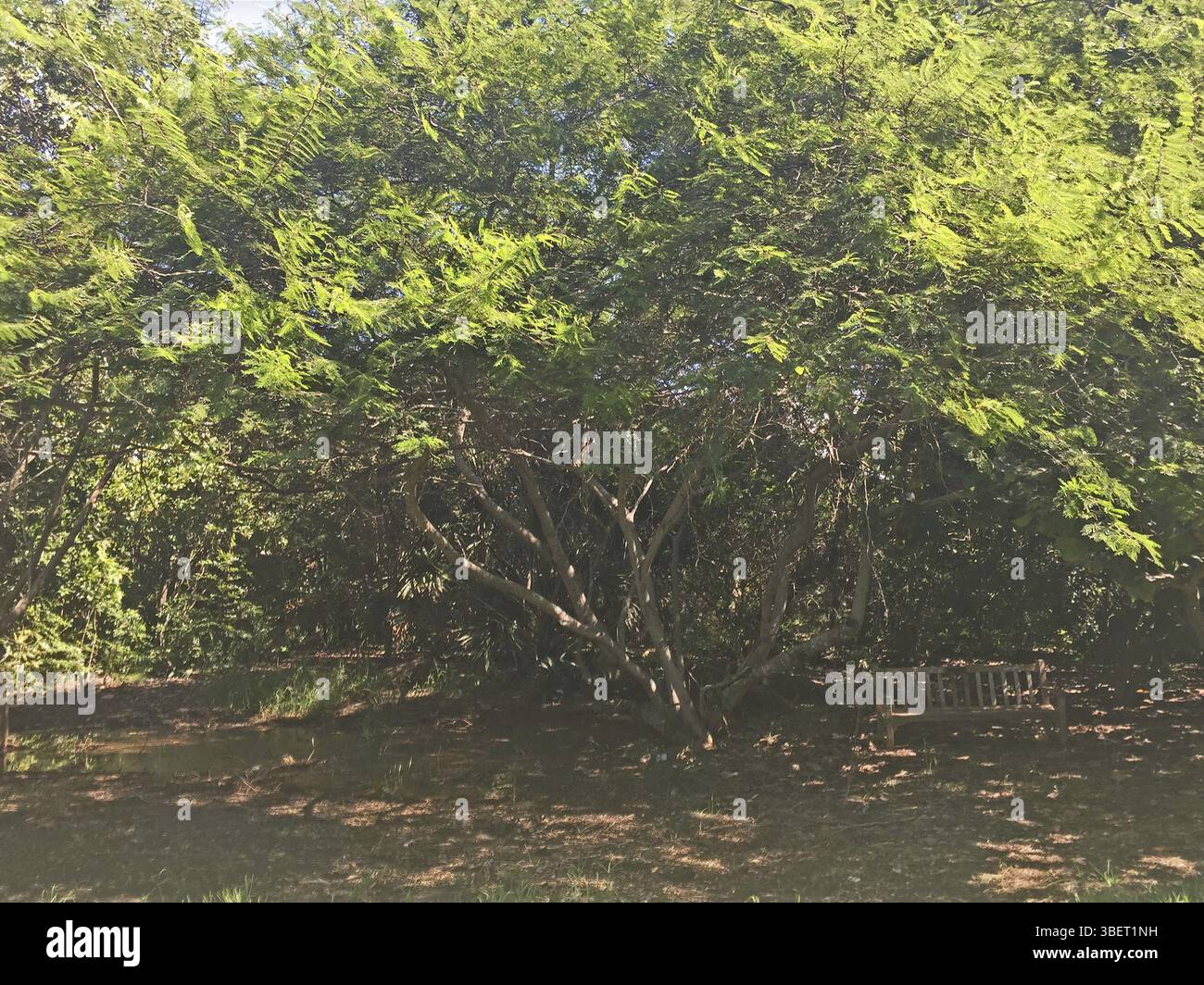 Acacia macracantha (Acacia macracantha) Banque D'Images