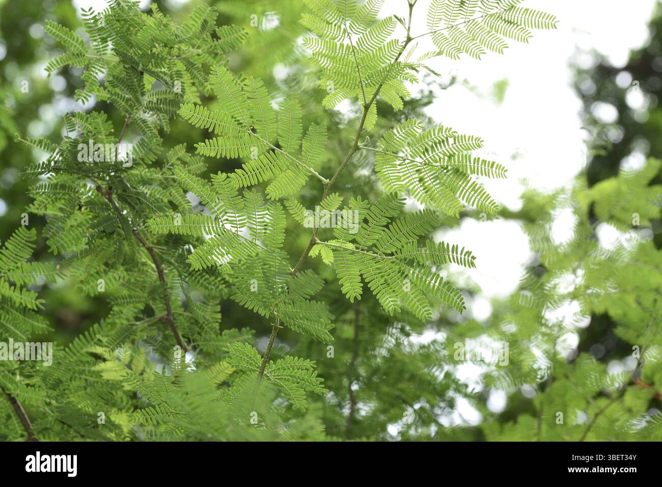 Vachellia farnesiana (Acacia farnesiana) Banque D'Images