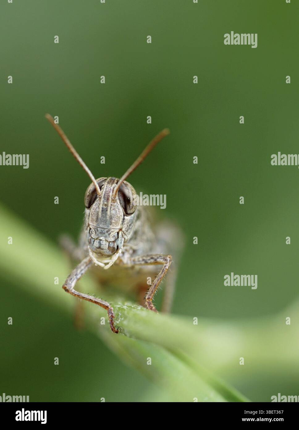 Calliptamus italicus, sauterelle, sauterelle à pieds courts, sauterelle grinceuse (Calliptamus italicus, Orthoptera, Caelifera, Acrididae, Callipt Banque D'Images