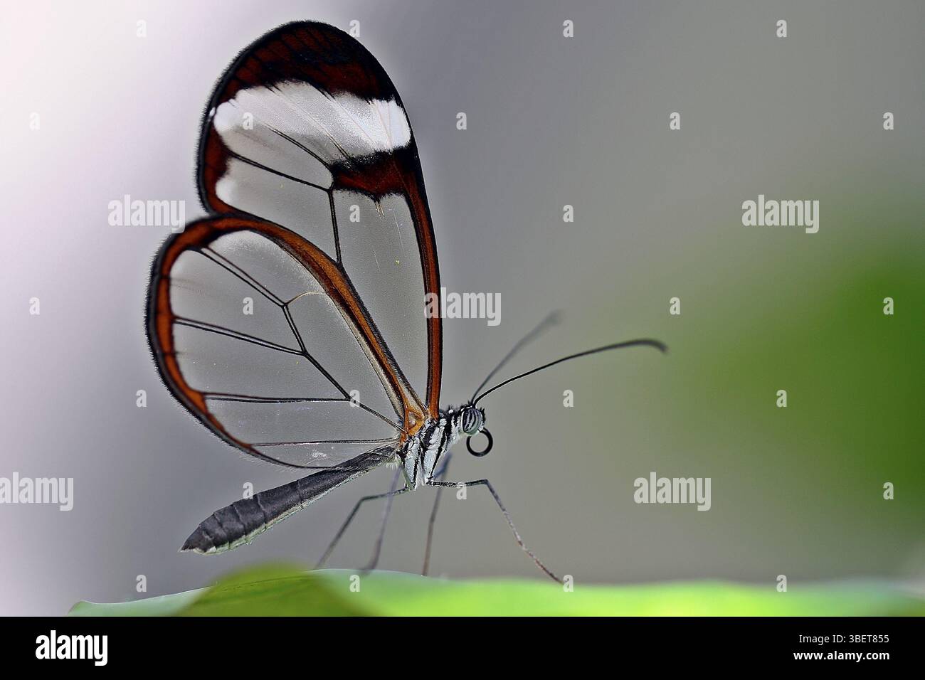 Esprit forêt (Greta oto) Banque D'Images