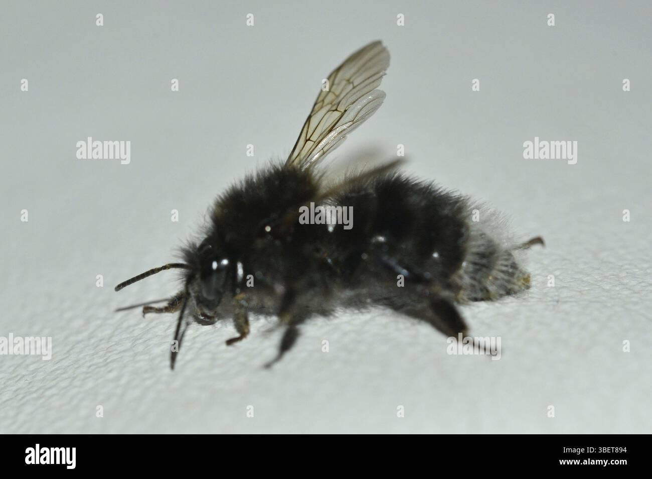 Bourdon de coucou de champ (forme noire) (Bombus campestris) Banque D'Images