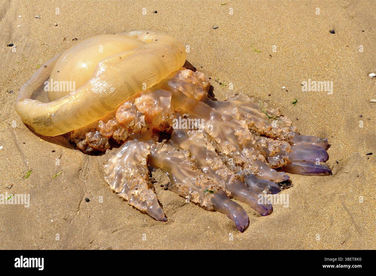 Méduses pulmonaires (Rhizostoma pulmo) Banque D'Images