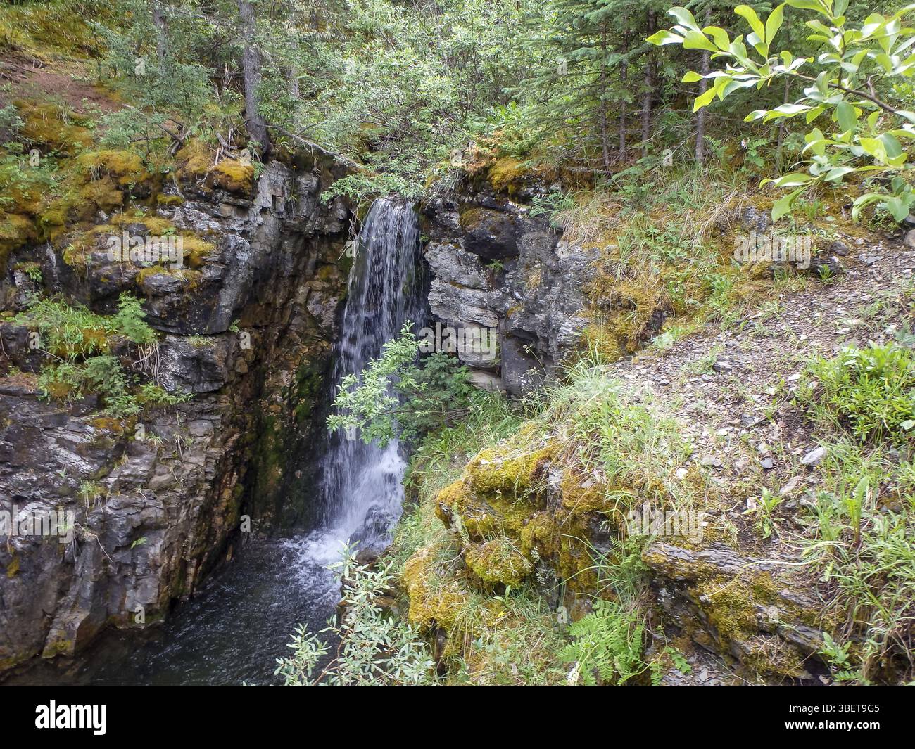 Une petite cascade dans la forêt Banque D'Images
