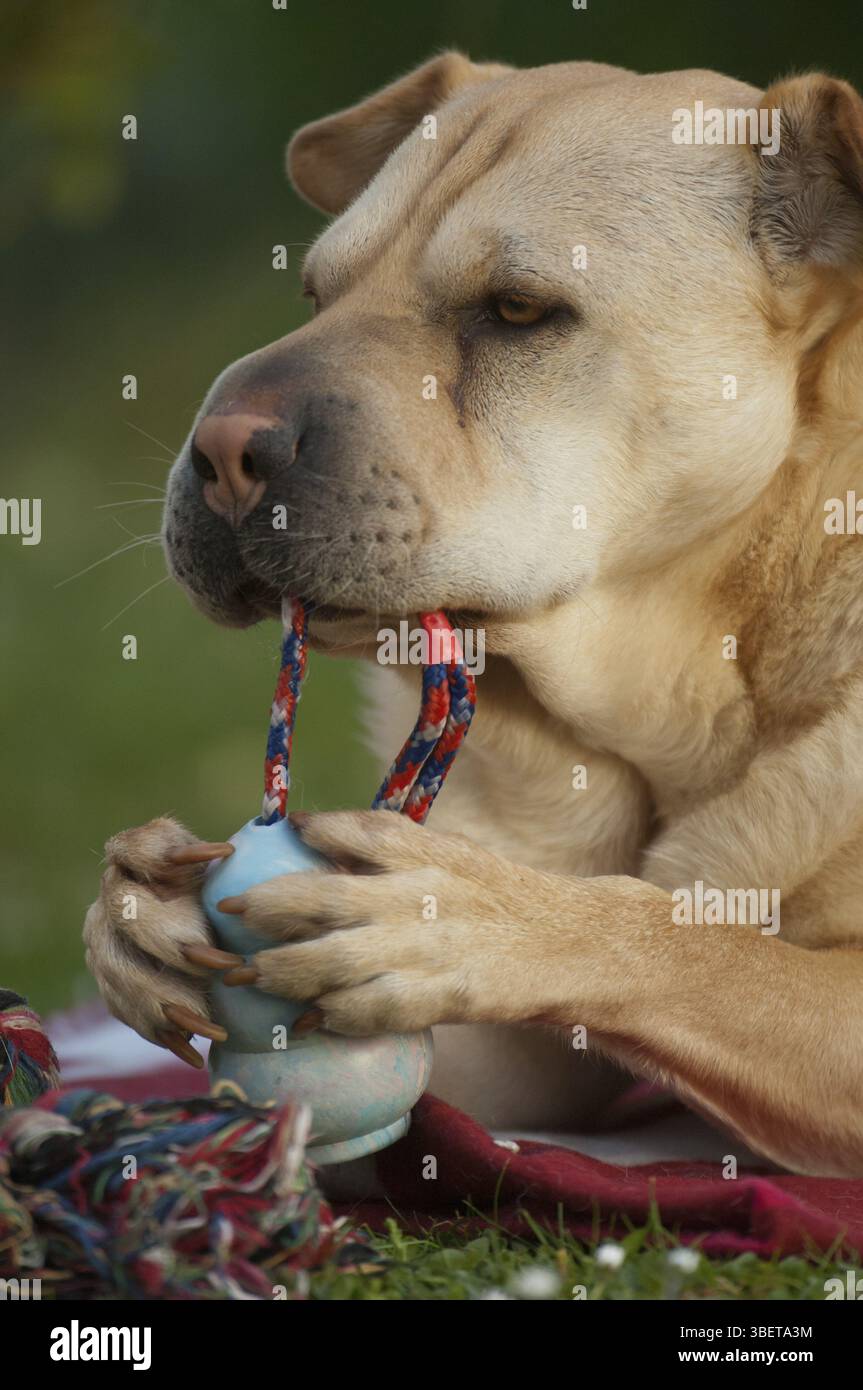 Shar pei (Canis lupus familiaris) Banque D'Images