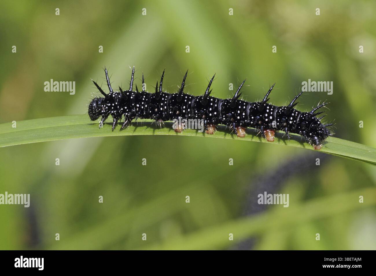 Papillon paon, chenille (Nymphalis ino) Banque D'Images