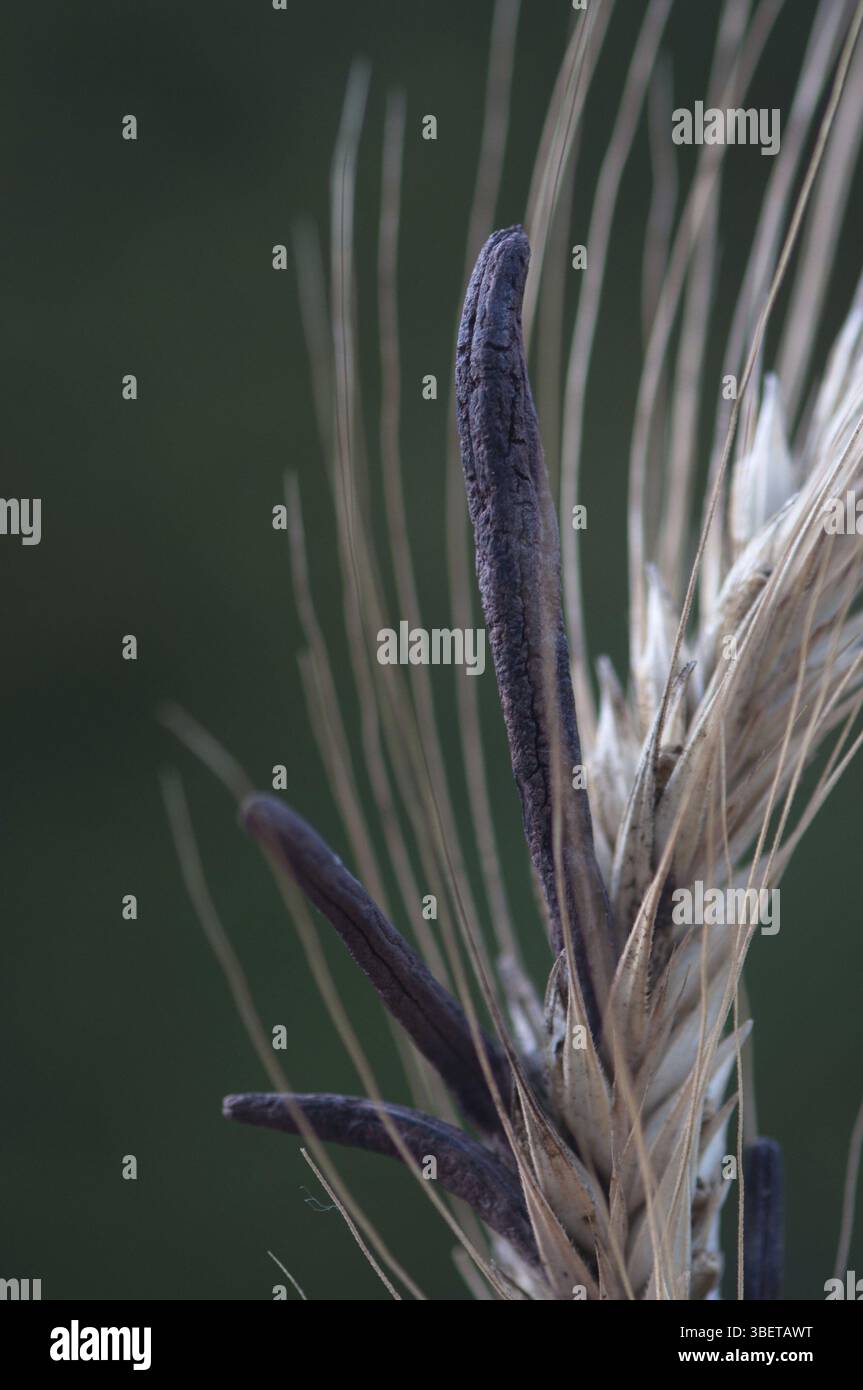 L'ergot (Claviceps purpurea) Banque D'Images L'ergot (Claviceps purpurea) Banque D'Images