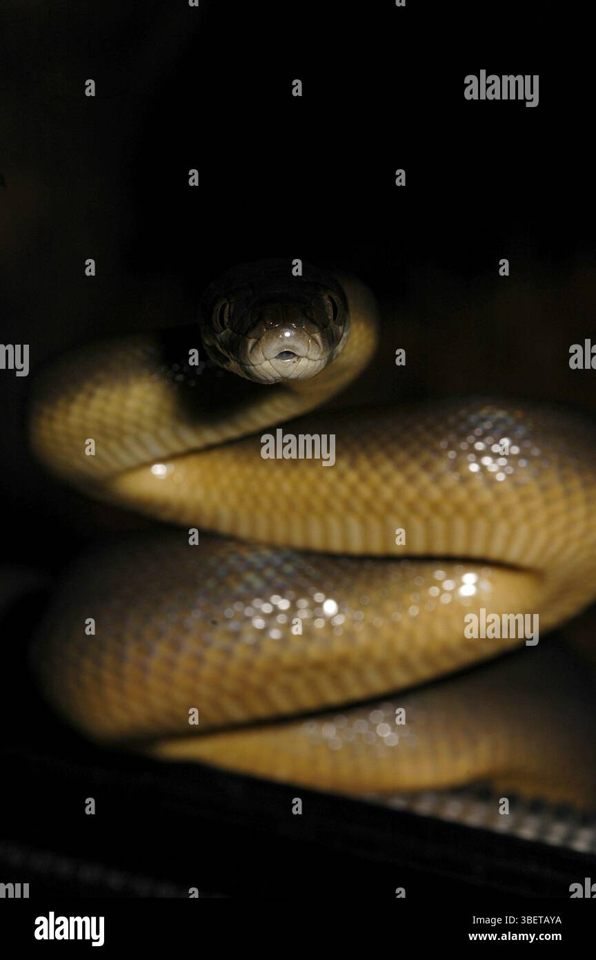 Python d'eau australien (Liasis fuscus) Banque D'Images