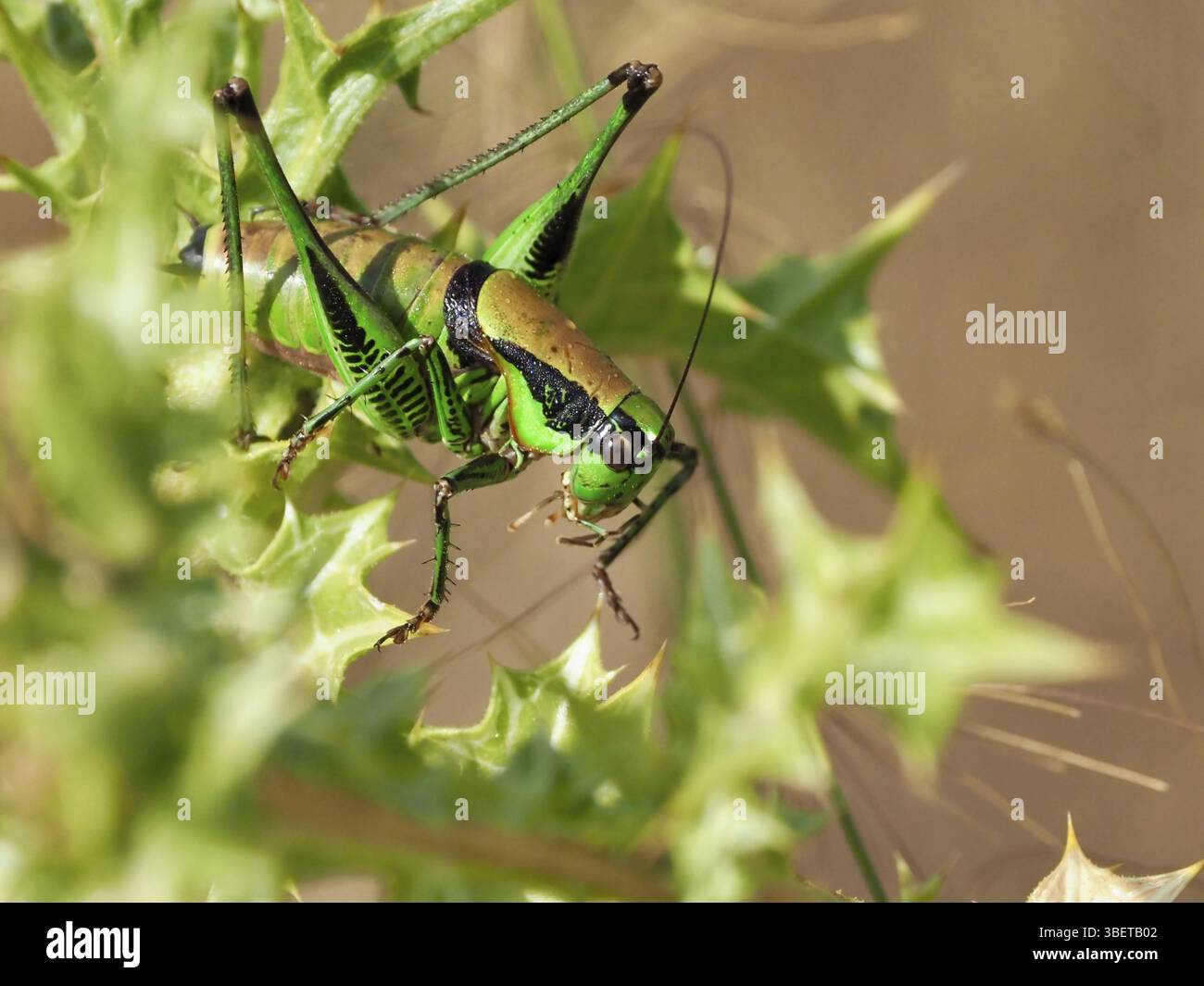Eupholidoptera chabrieri sur Corfou, Grèce (Eupholidoptera chabrieri) Banque D'Images