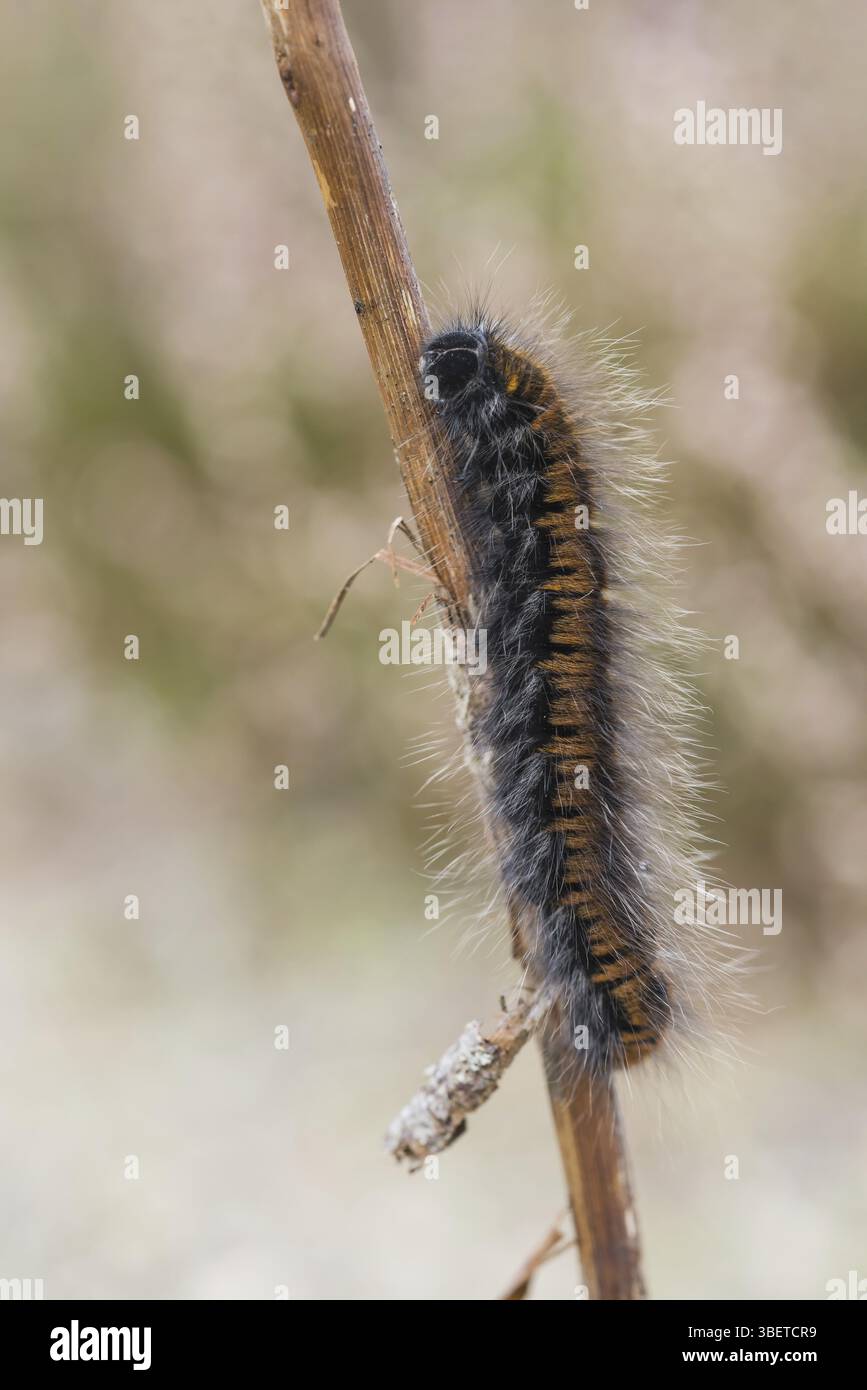 chenille brome (Macrothylacia rubi) Banque D'Images