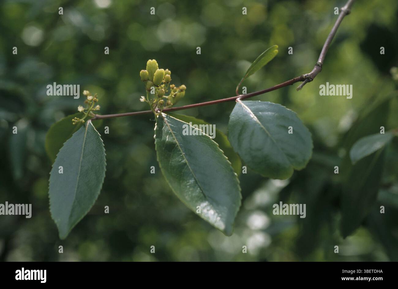 Thé arabe, cath, cath Bush (Catha edulis) Banque D'Images
