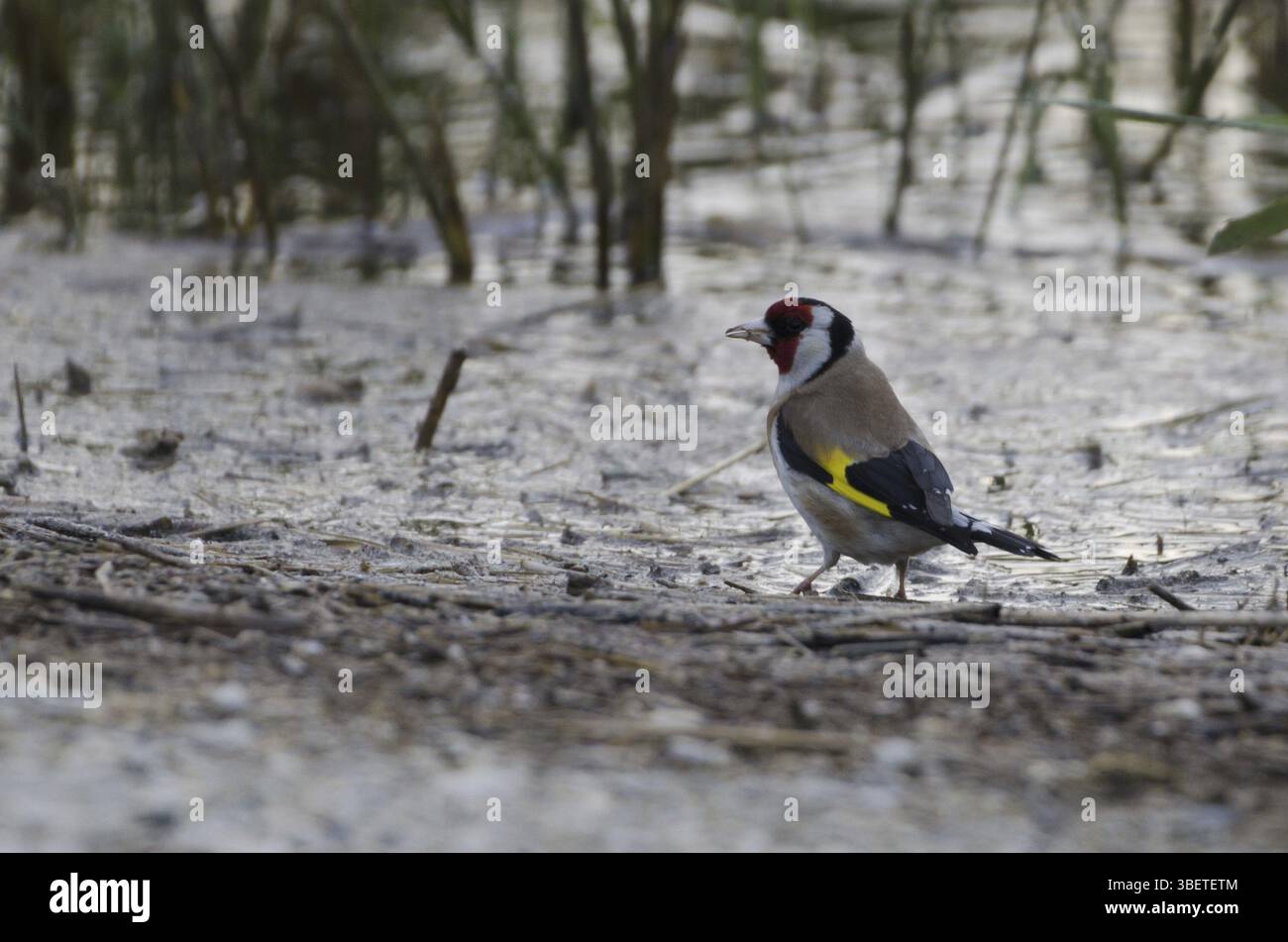 Chardonneret (Carduelis carduelis) Banque D'Images