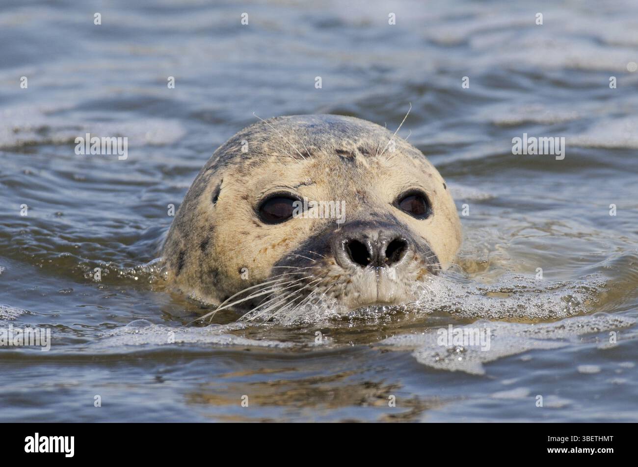 Phoque commun (Phoca vitulina) Banque D'Images