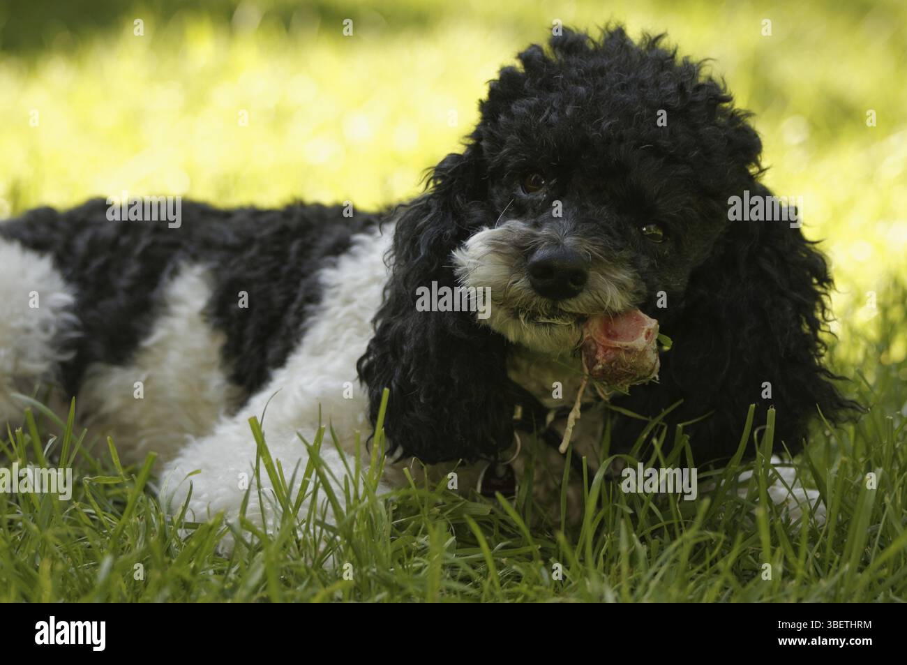 Caniche arlequin en action Banque D'Images