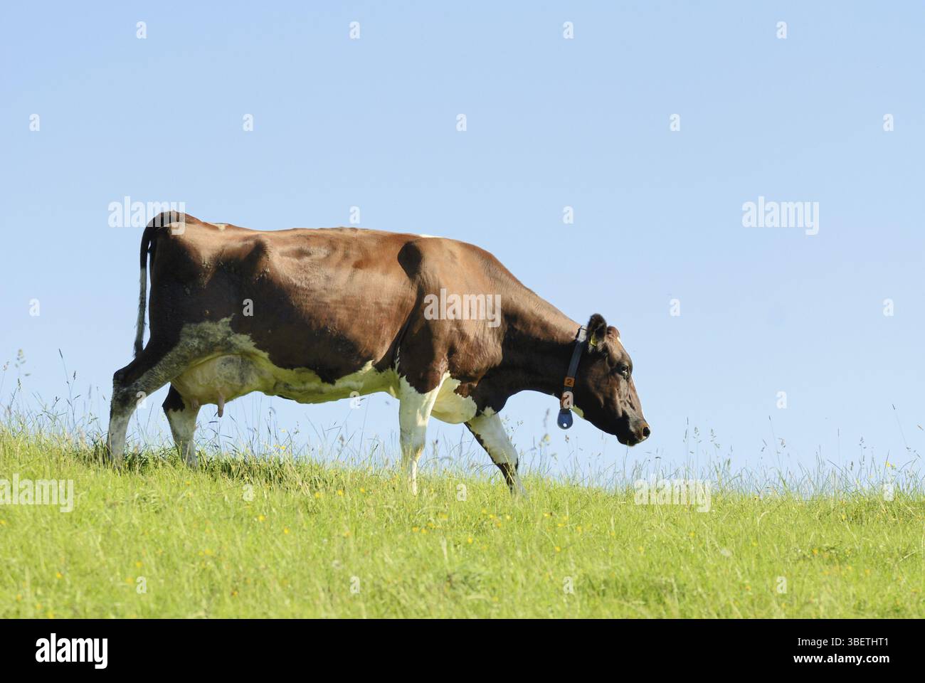 Vache en pâturage (Bos primigenius taurus) Banque D'Images