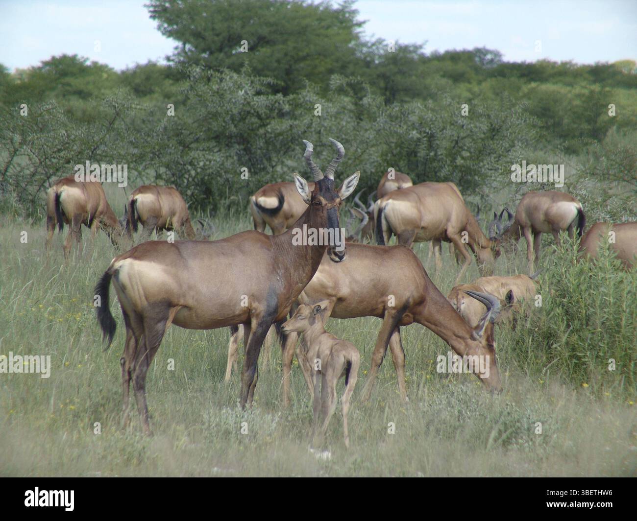 Bubale Alcelaphus buselaphus (rouge) Banque D'Images