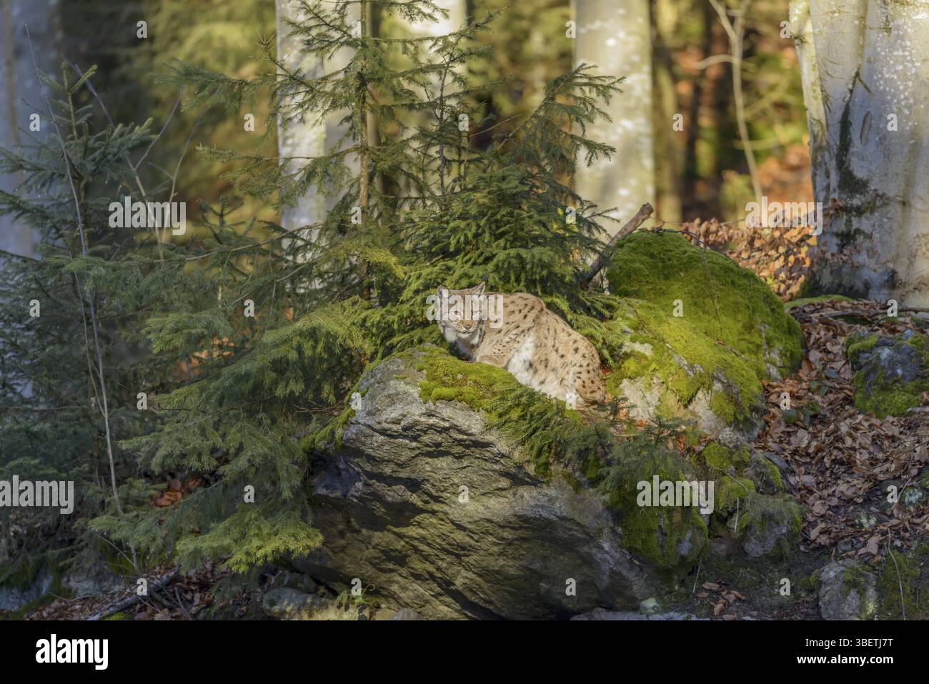 Le lynx eurasien (Lynx lynx) Banque D'Images