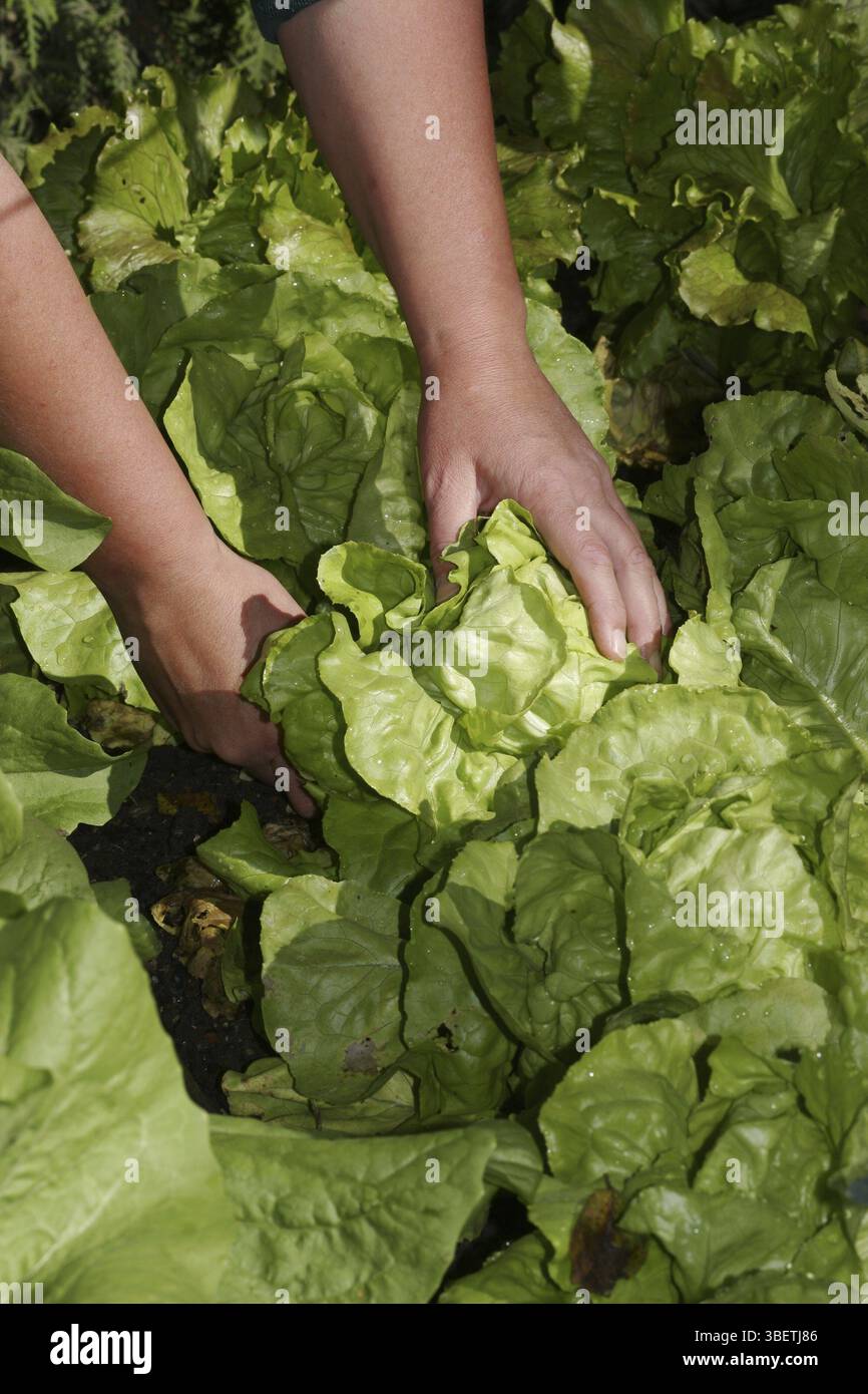 La laitue (Lactuca sativa) Banque D'Images