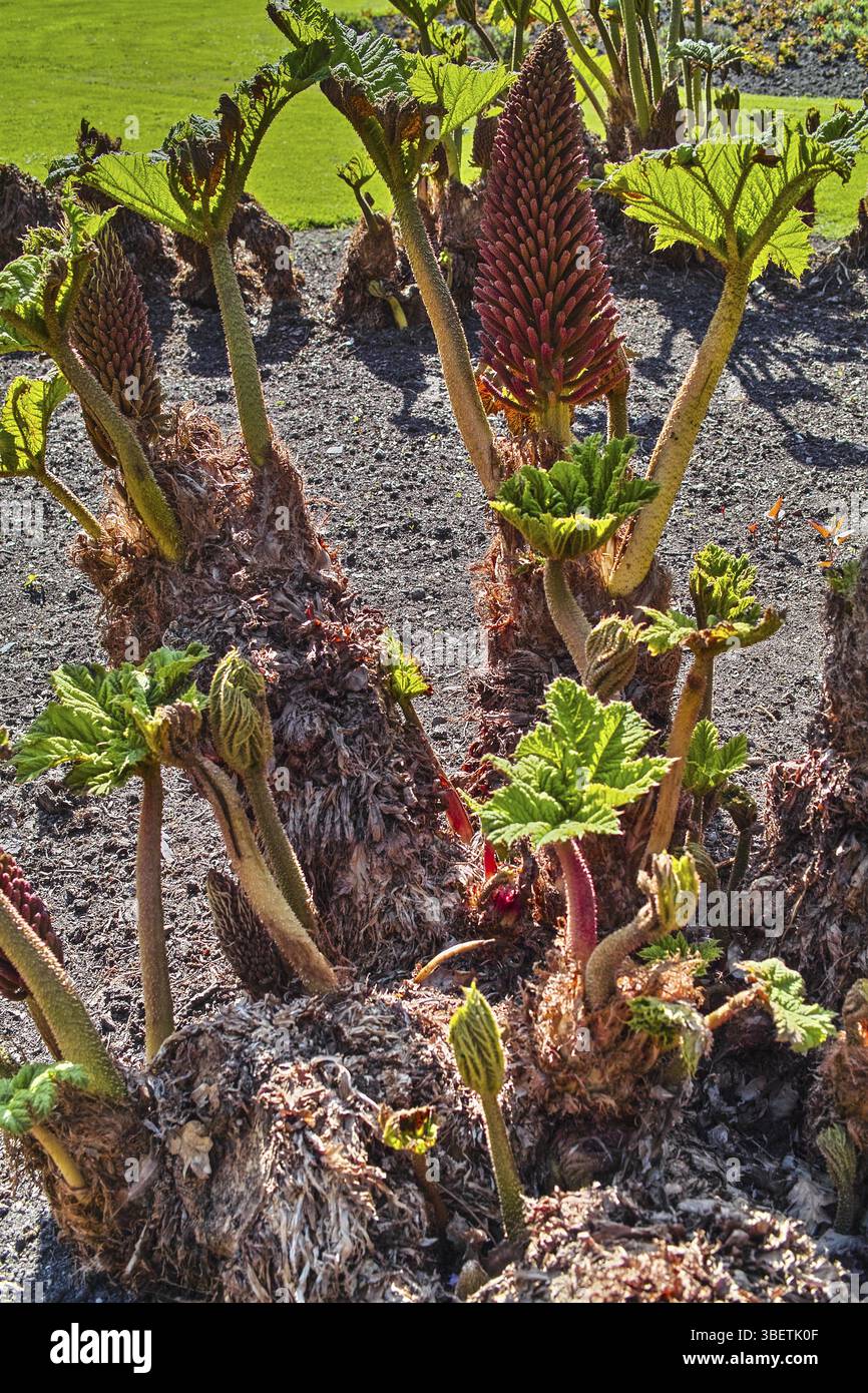 Gunnera manicata MAMMUTBLATT (haloragaceae) (gunnera manicata (haloragaceae) Banque D'Images