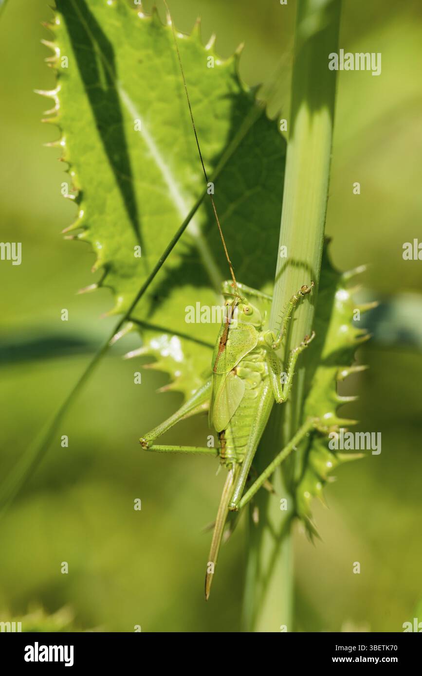 Bush vert Tettigonia viridissima (cricket) Banque D'Images