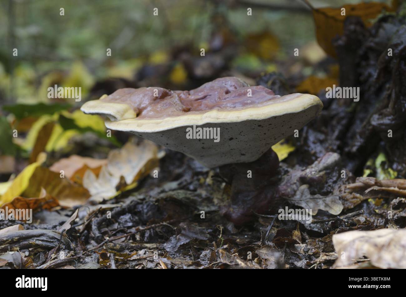 Champignon Lingzhi (Ganoderma lucidum) Banque D'Images