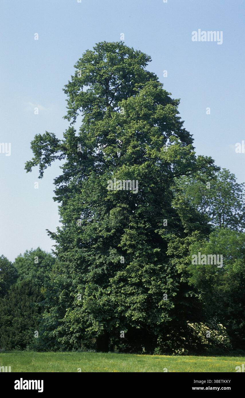 Tilia Ã— europaea (Tilia vulgaris) Banque D'Images