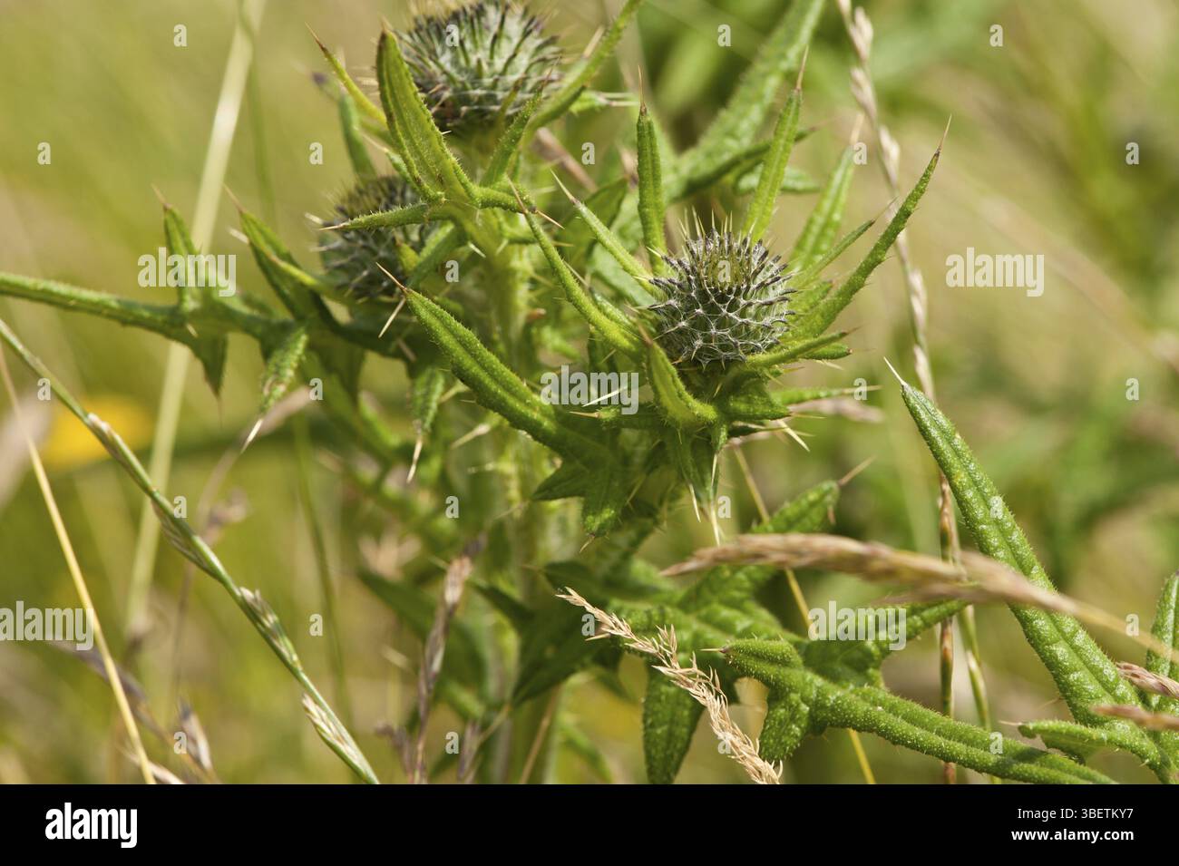 Spear Cirsium vulgare) Banque D'Images