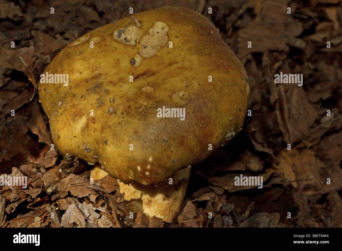 Poussette russula (Russula foetens) Banque D'Images