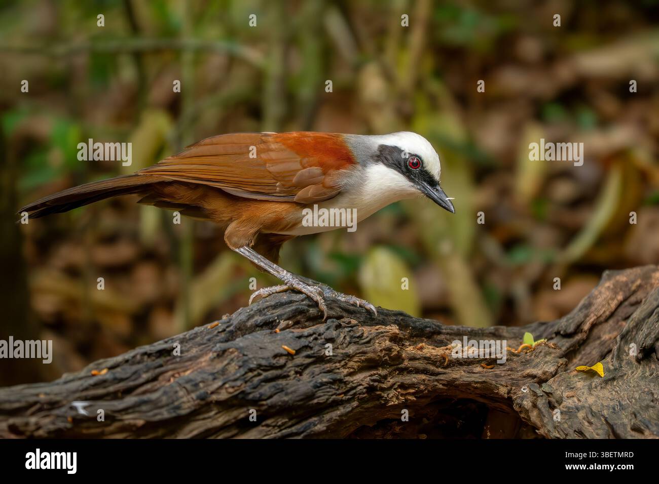 Rire à crête blanche - Garrulax leucolophus, rare bel oiseau perché des forêts et des bois asiatiques, Vietnam. Banque D'Images