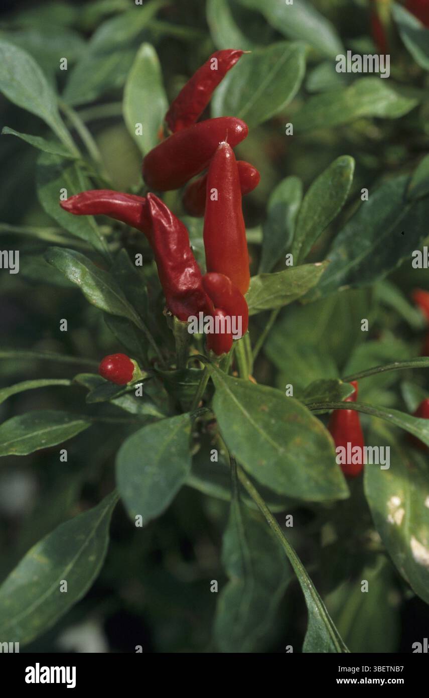 Piment, Tabasco (Capsicum frutescens ( ?) Banque D'Images