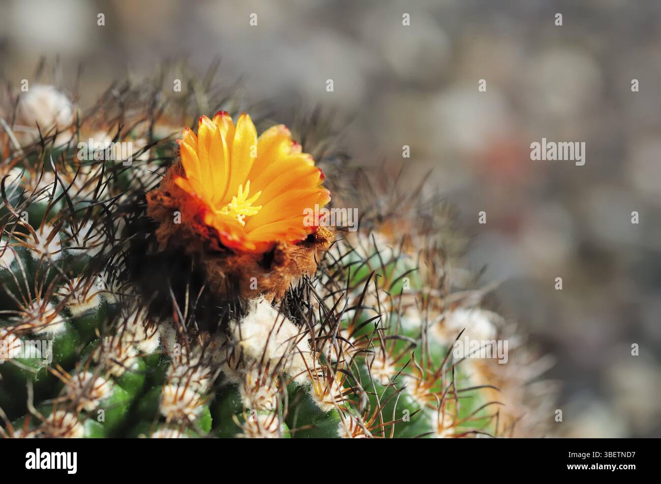 Parodia mairanana (parodia mairanana) Banque D'Images