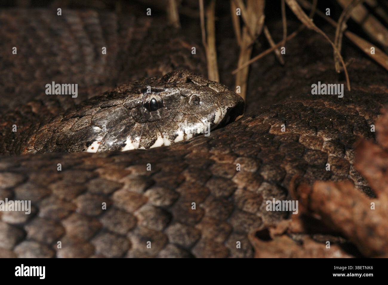 Additionneur de mort australien (Acantophis antarcticus) Banque D'Images