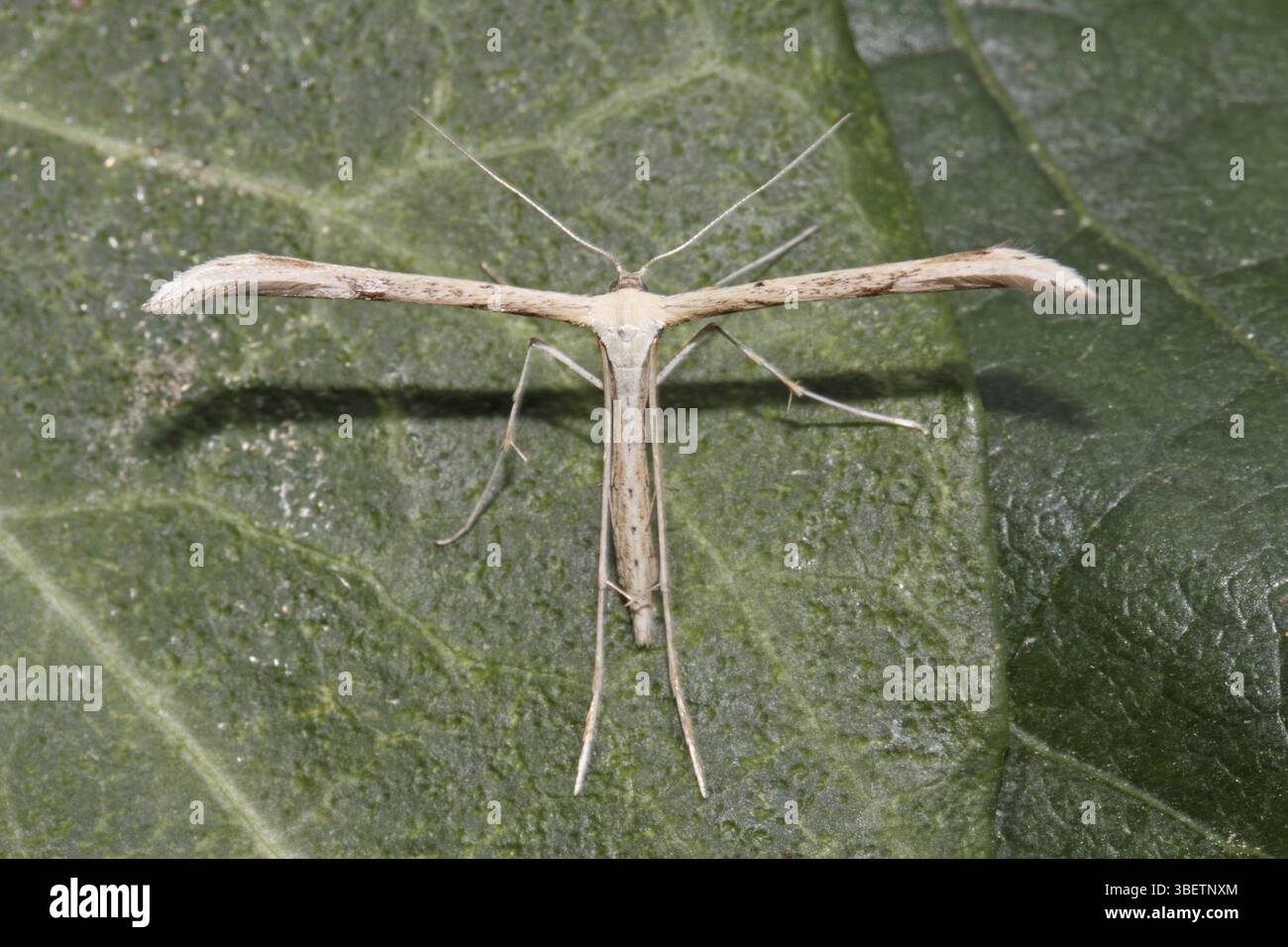 Teigne des plumes Emmelina monodactyla (Emmelina monodactyla) Banque D'Images