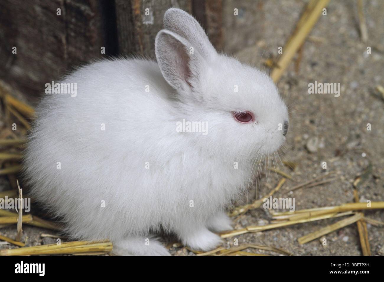 Lapin nain (Brachylagus idahoensis) Banque D'Images