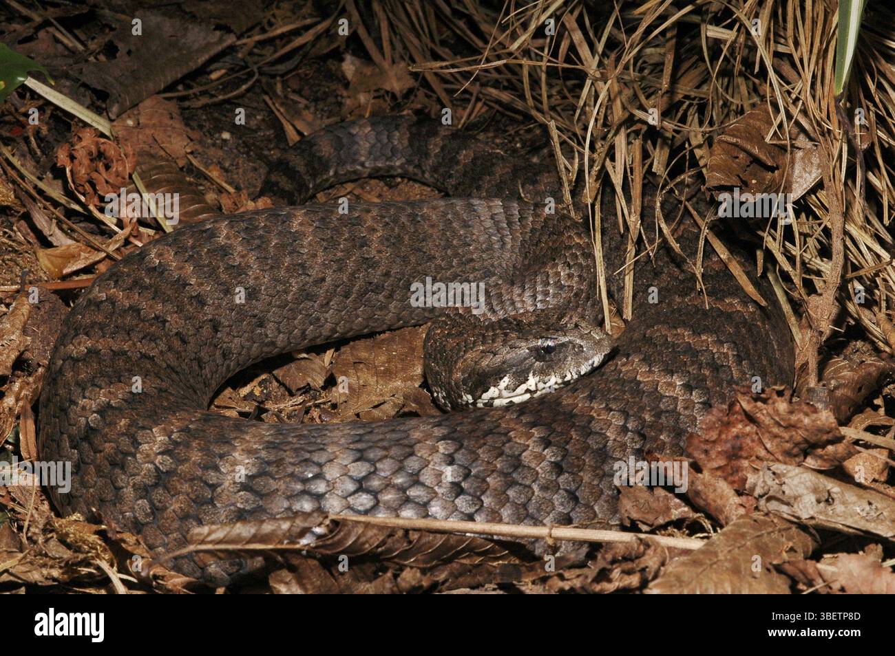 Additionneur de mort australien (Acantophis antarcticus) Banque D'Images