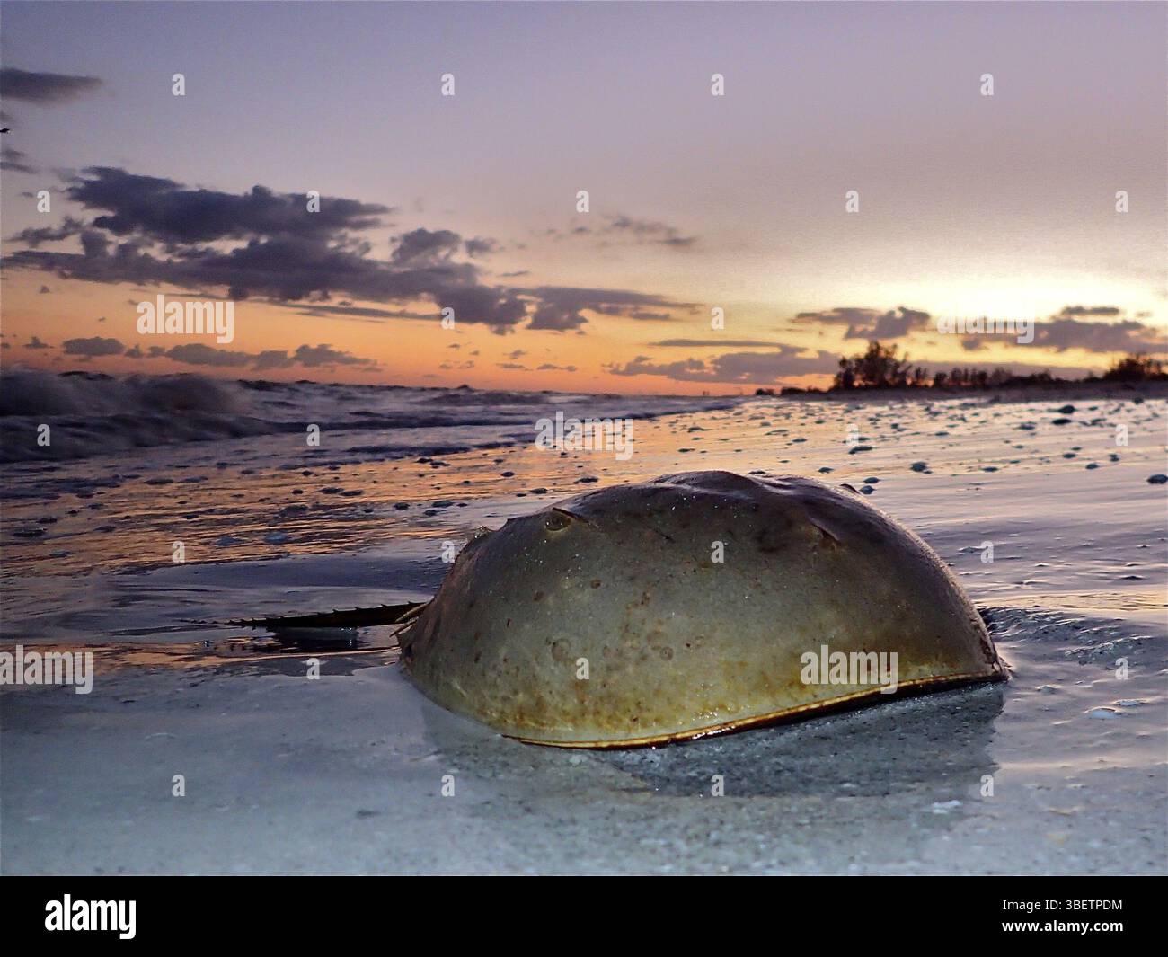 Crabe fer à cheval de l’Atlantique (Limulus polyphemus) Banque D'Images