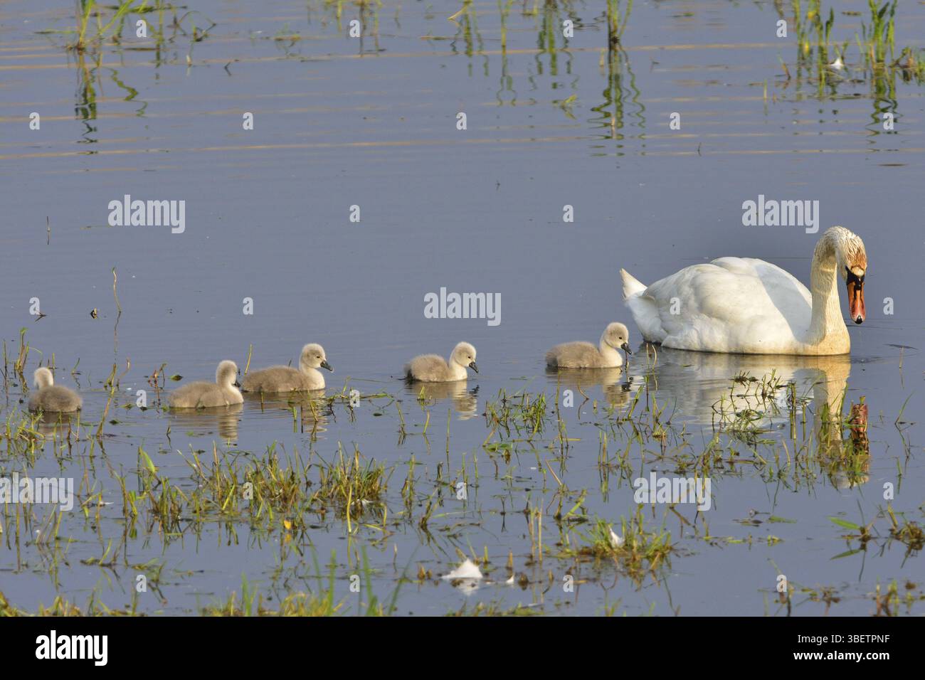 Cygne muet (cygnos olor) Banque D'Images