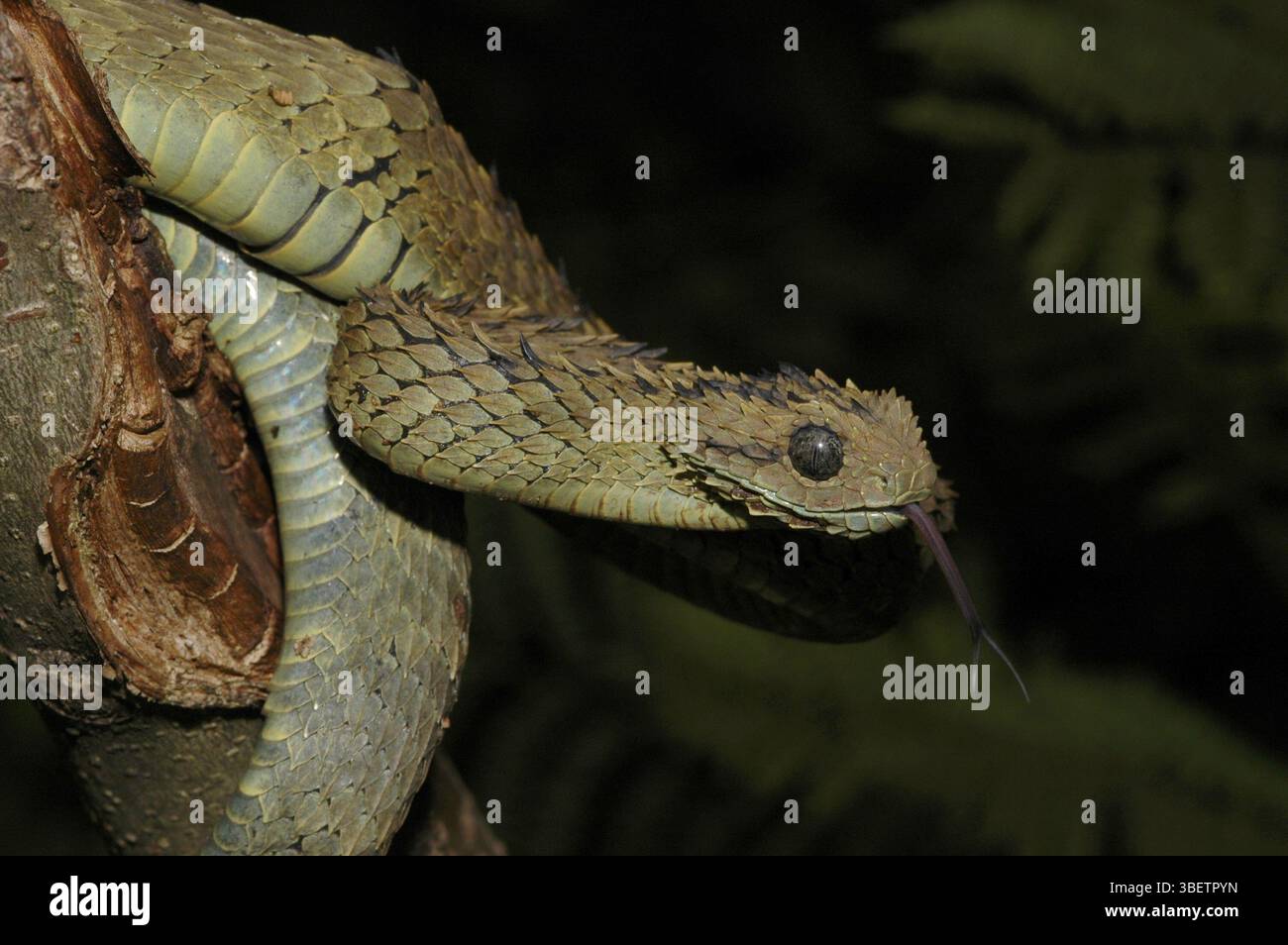Vipère de Bush (Atheris hispida) Banque D'Images
