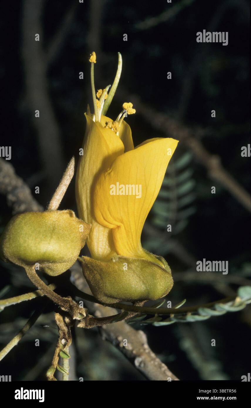 Arbre à cordes de Nouvelle-Zélande (Sophora tetraptera) Banque D'Images