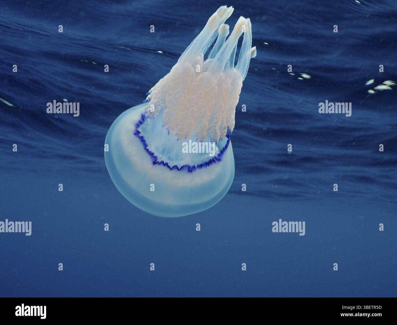 Méduses pulmonaires (Rhizostoma pulmo) Banque D'Images
