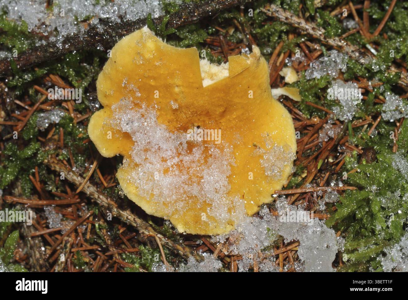 Fausse Chanterelle (Hygrophoropsis aurantiaca) Banque D'Images