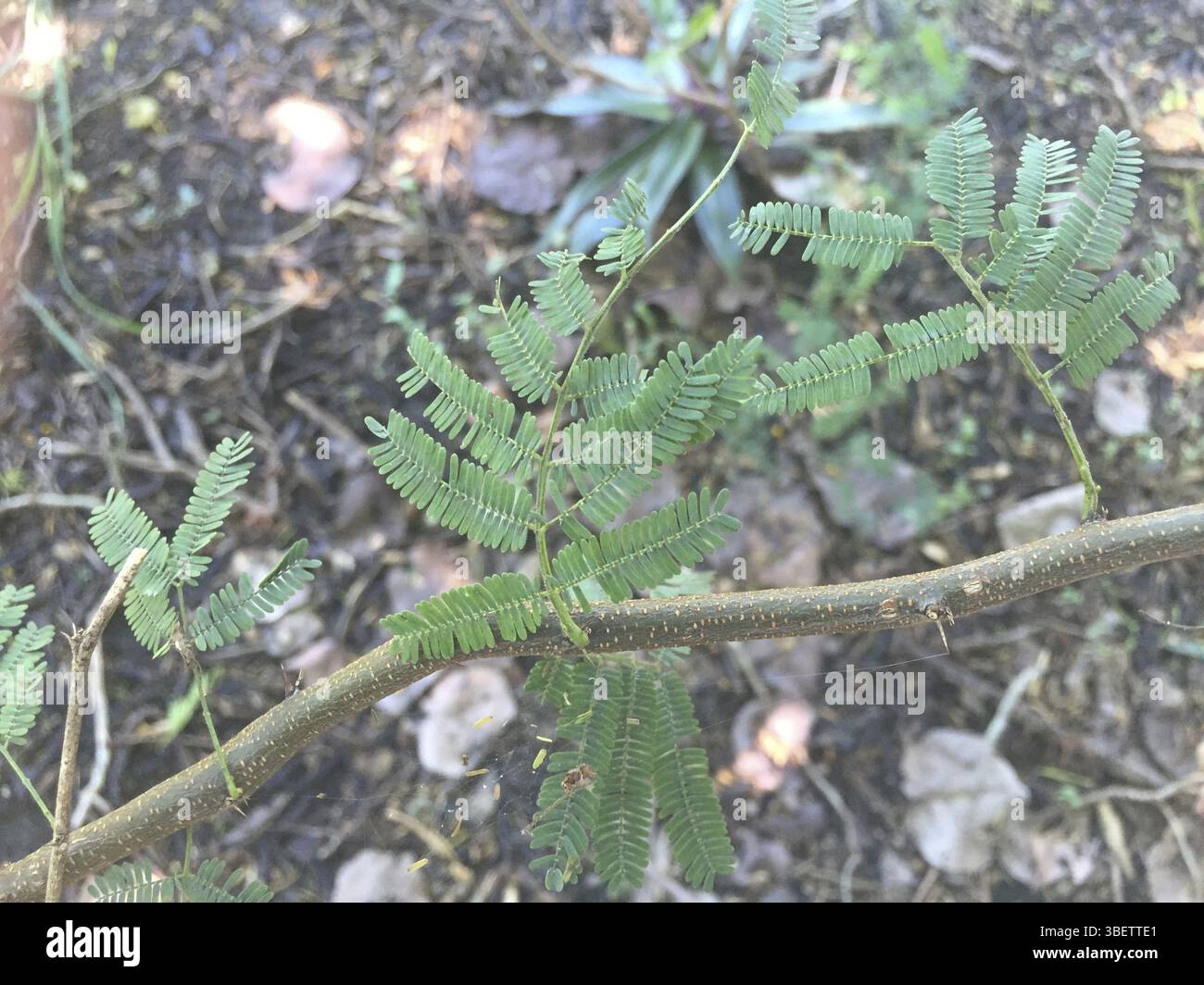 Acacia macracantha (Acacia macracantha) Banque D'Images