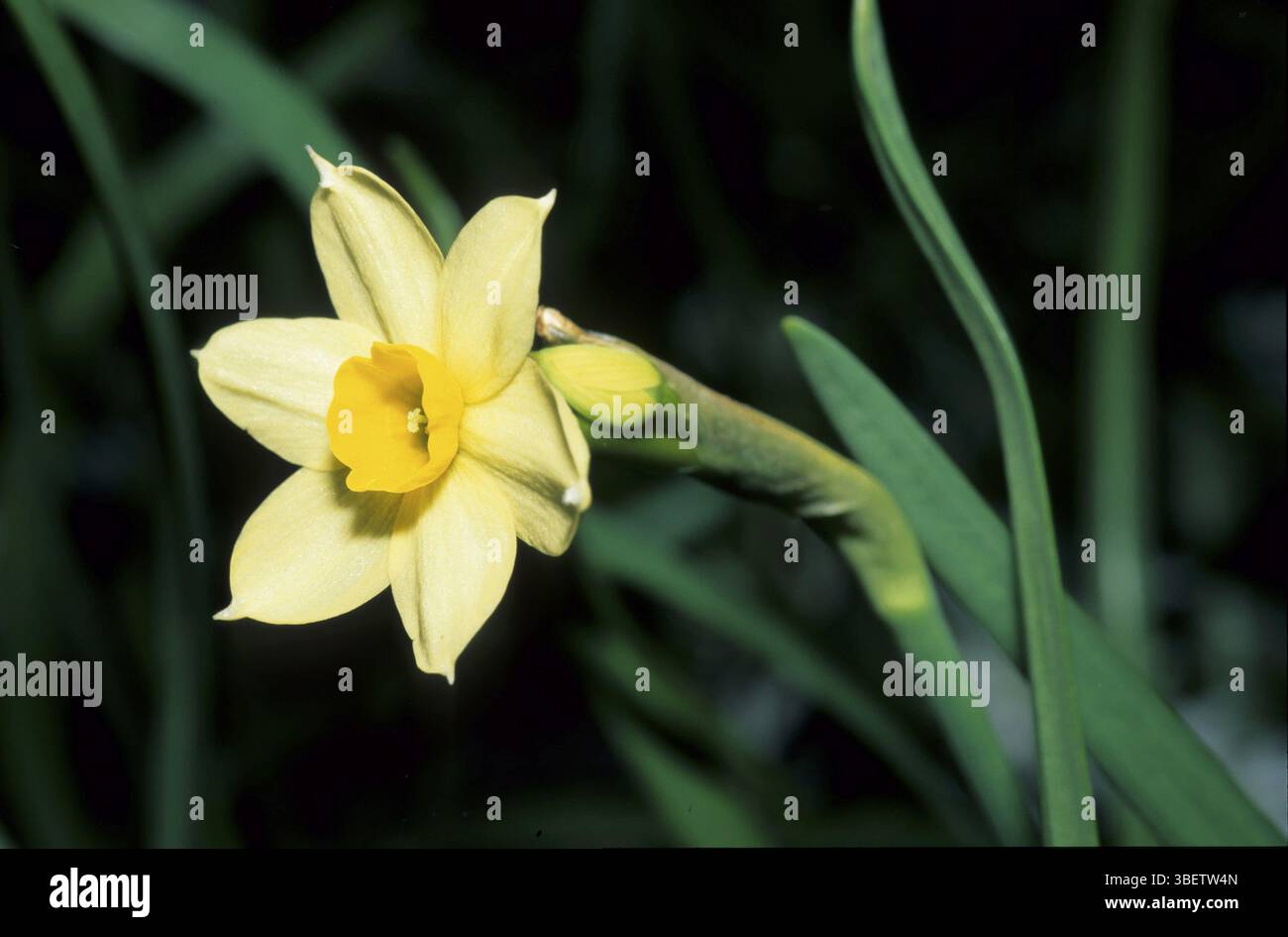 Tazette (Narcissus tazetta) Banque D'Images