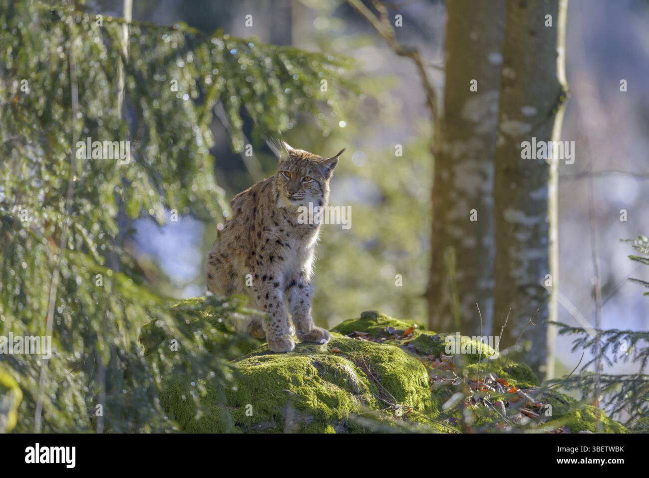 Le lynx eurasien (Lynx lynx) Banque D'Images