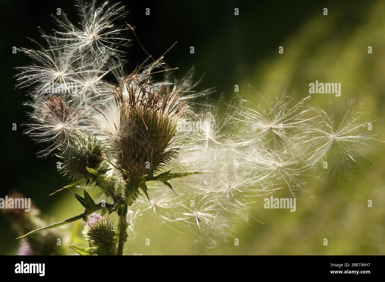 Chardon de lance (cirsium vulgare) Banque D'Images