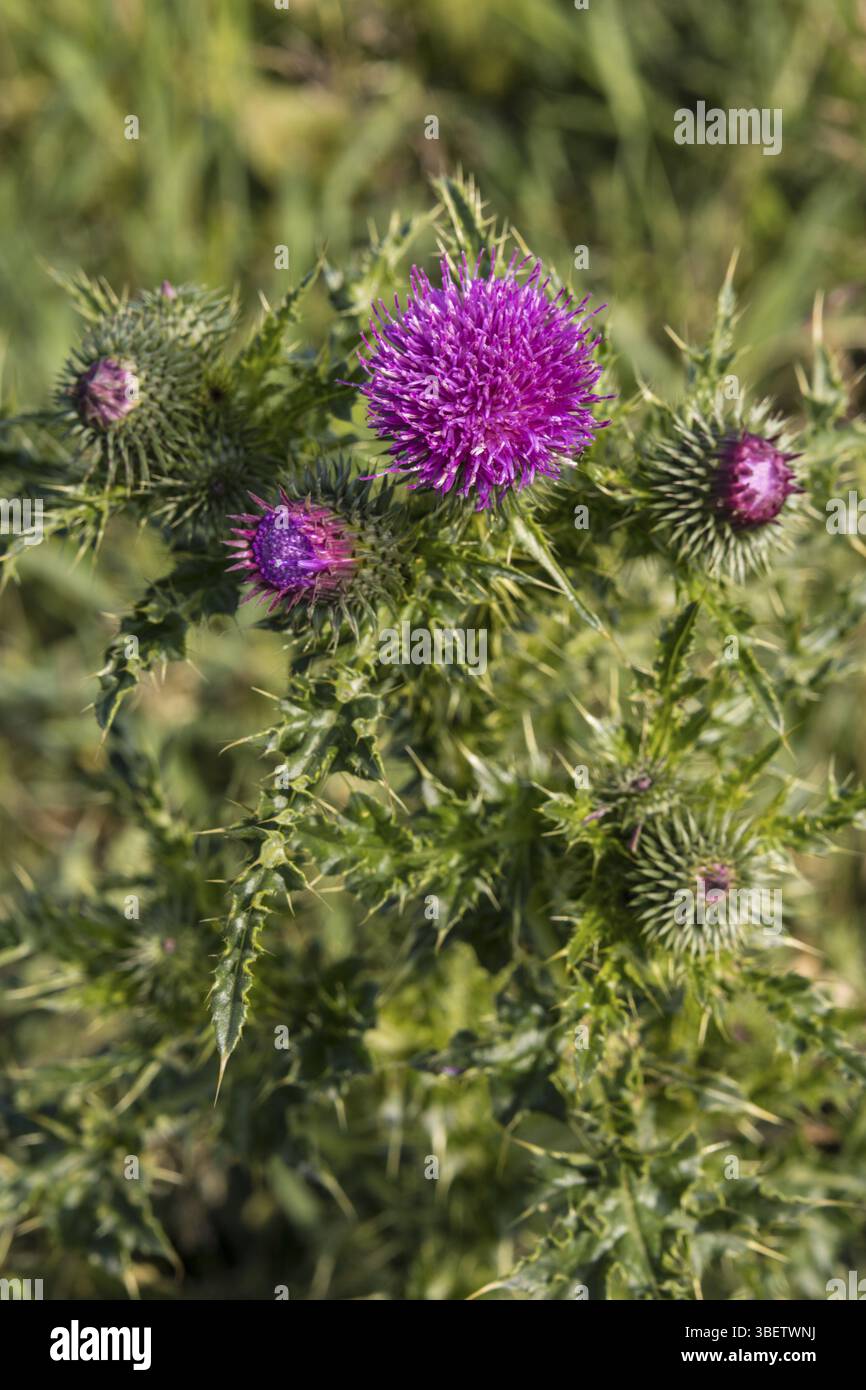 Chardon commun Cirsium vulgare. CHARDON de cirsium vulgare (cirsium vulgare) Banque D'Images