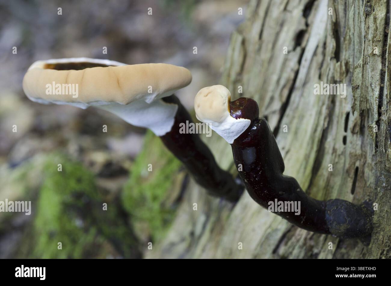 Champignon Lingzhi (Ganoderma lucidum) Banque D'Images