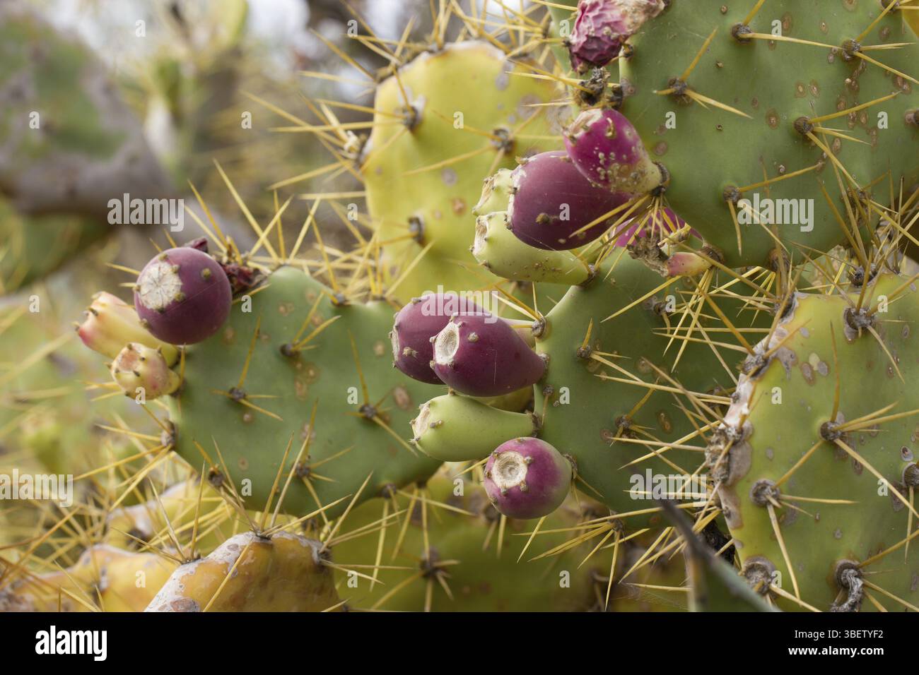 Opuntia (Opuntia) Banque D'Images