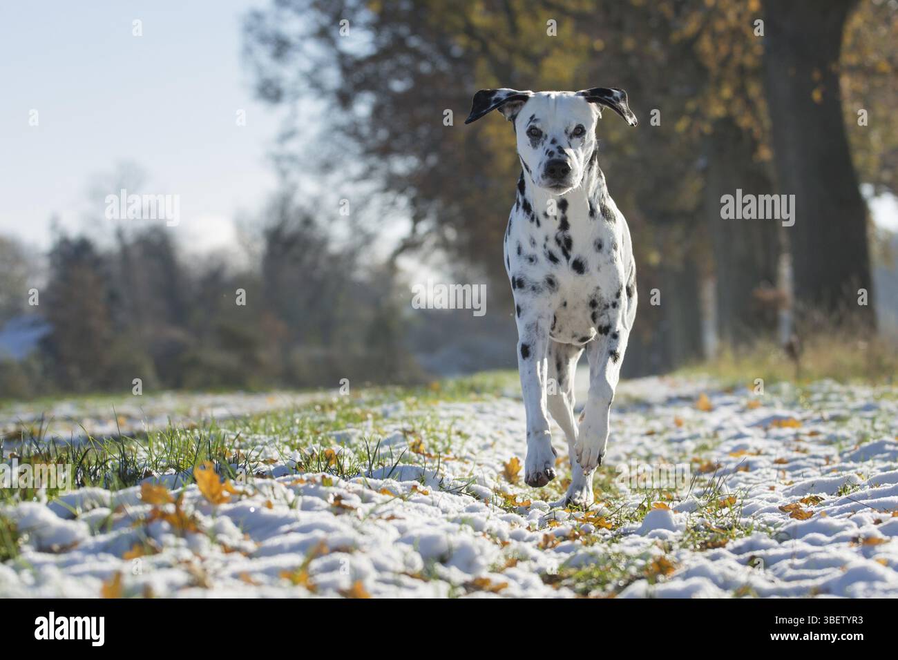 Dalmatiens dans la neige Banque D'Images