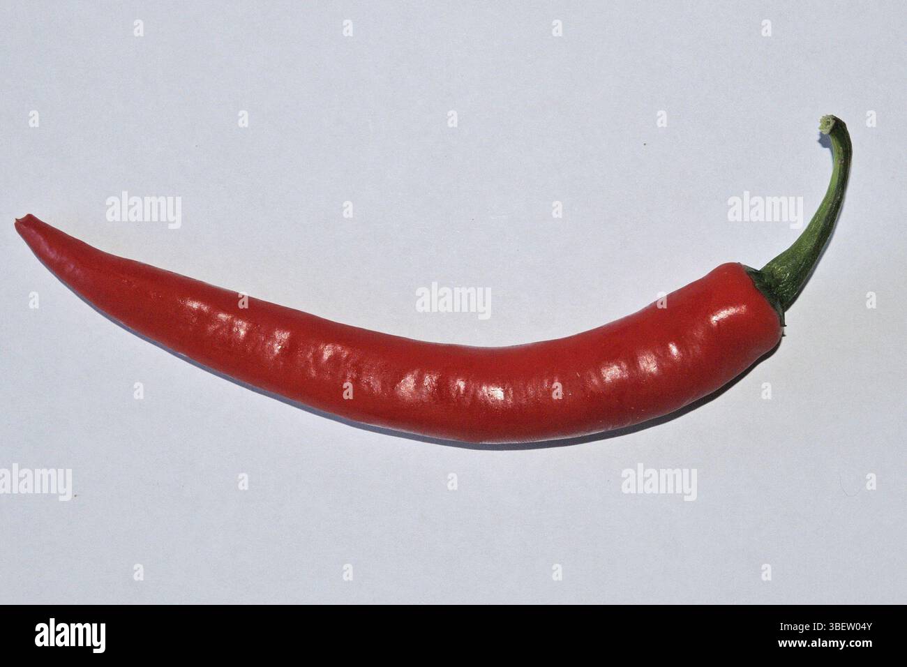 Piment (Capsicum annuum) Banque D'Images
