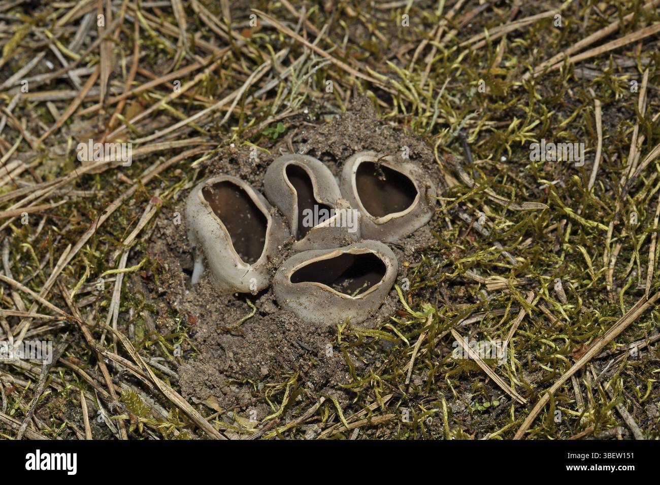 Champignon de la coupe couronnée (Sarcosphaera coronaria) Banque D'Images